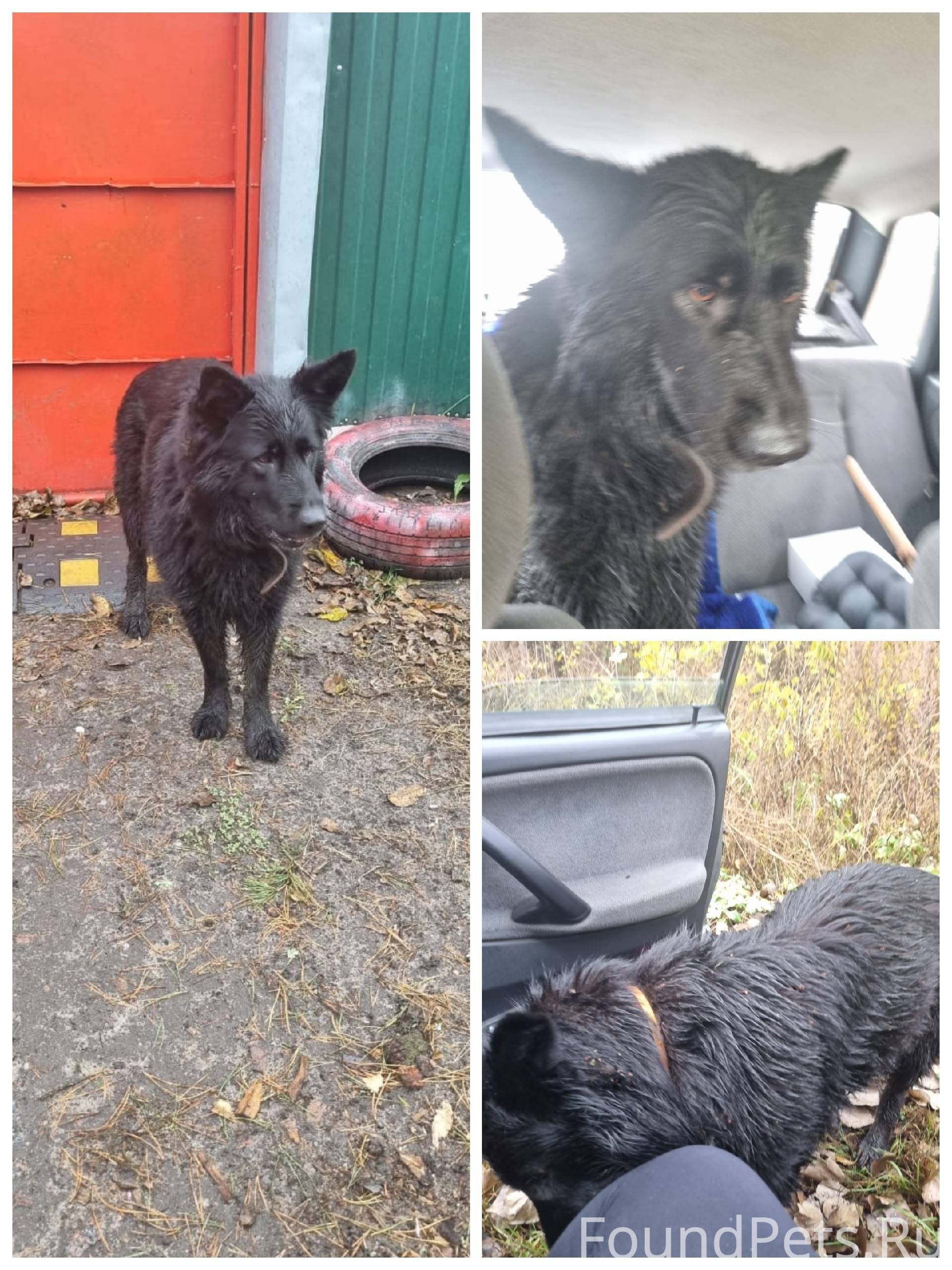 Найдена собака девочка по доро...