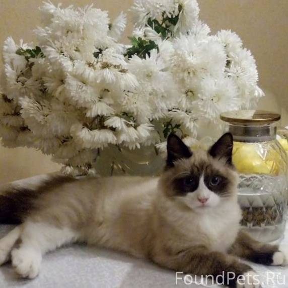 Пропал кот по кличке Бусик на....