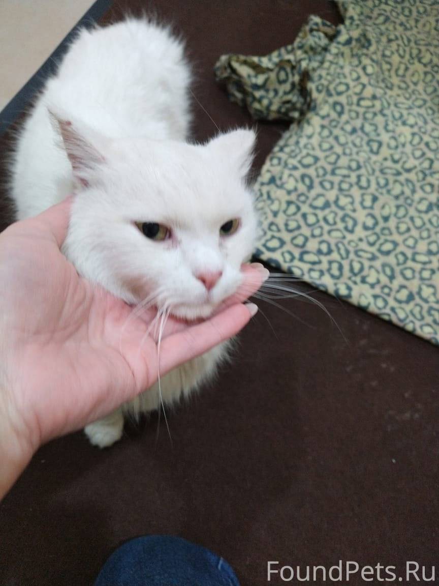 Найден молоденький кот, между ...