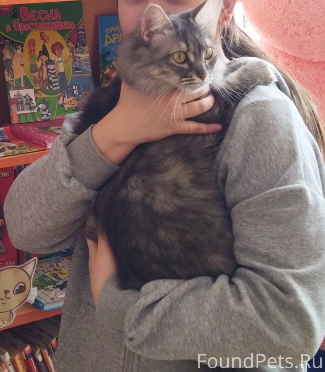 ❗ПРОПАЛА КОШКА❗ Уважаемые жите...