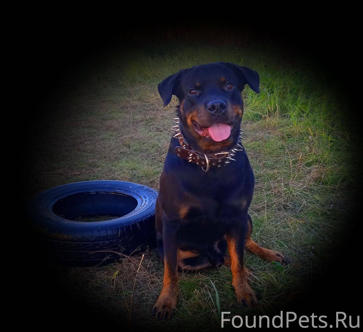 Пропала собака кобель. Нашей н...