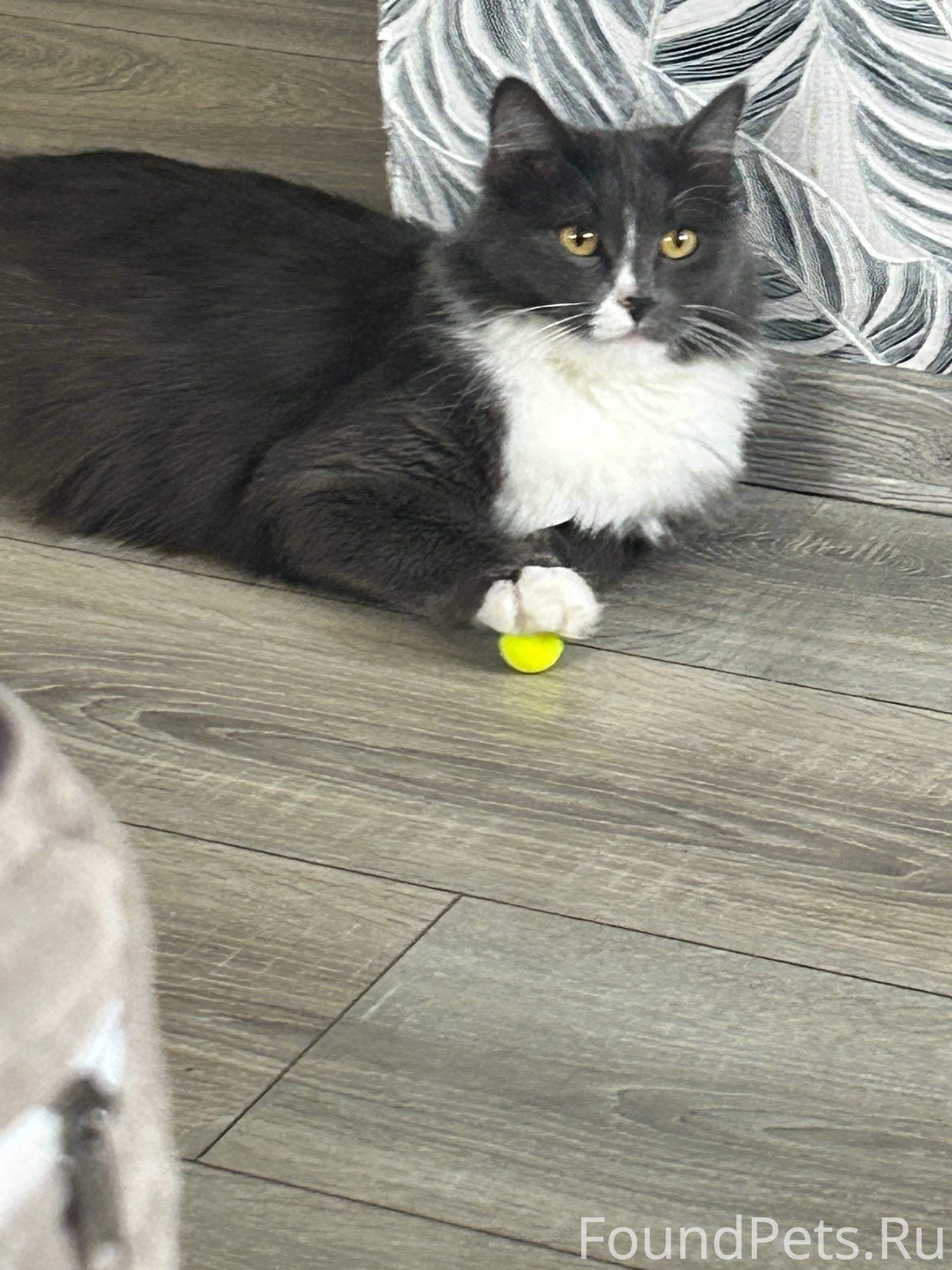 Пропала кошка, зовут Буся, воз...