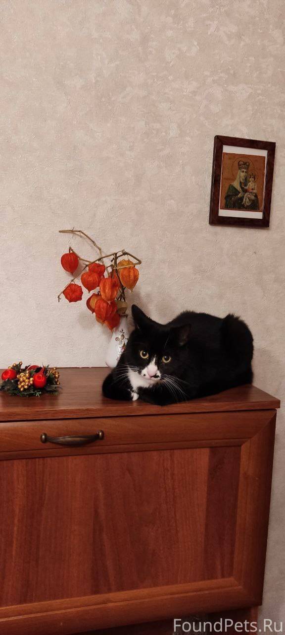 📍Пропала кошка домашняя Васили...