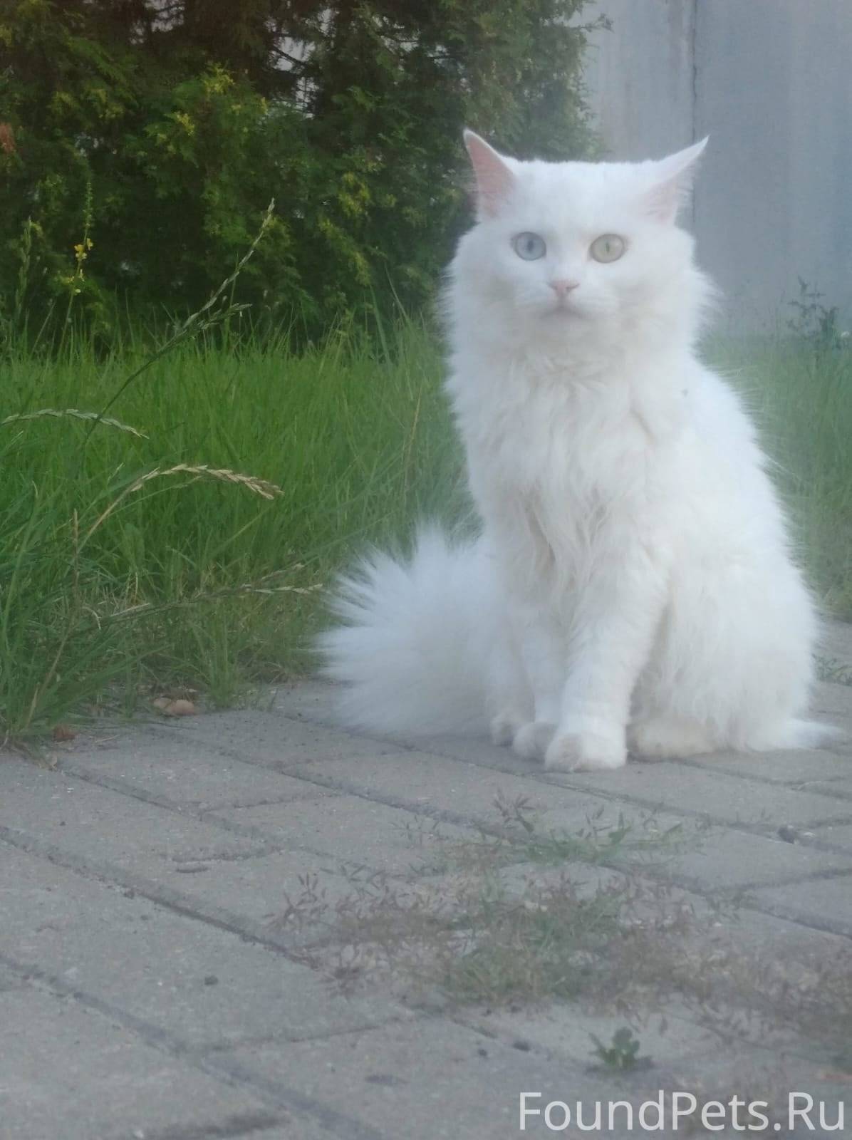 Пропала кошка‼️микрорайон Мака...