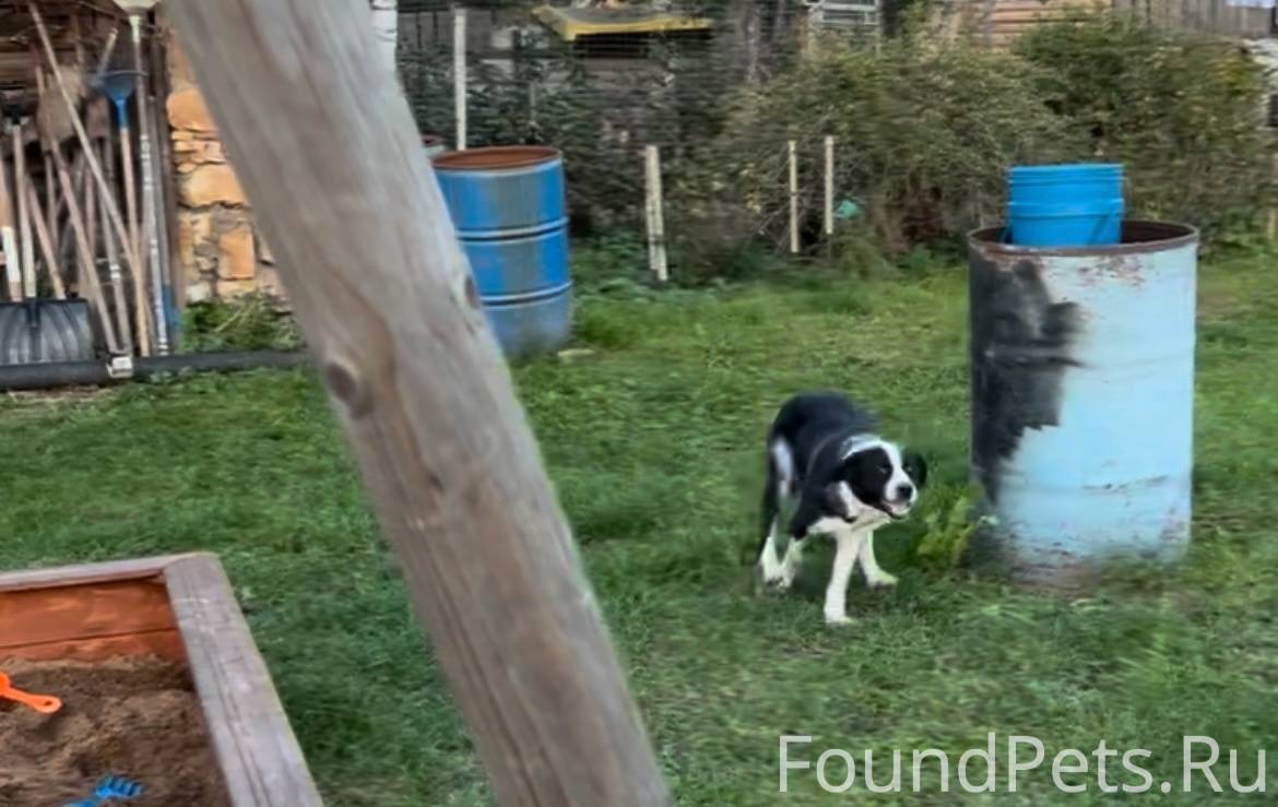 Пропала собака!!! По кличке Бо...