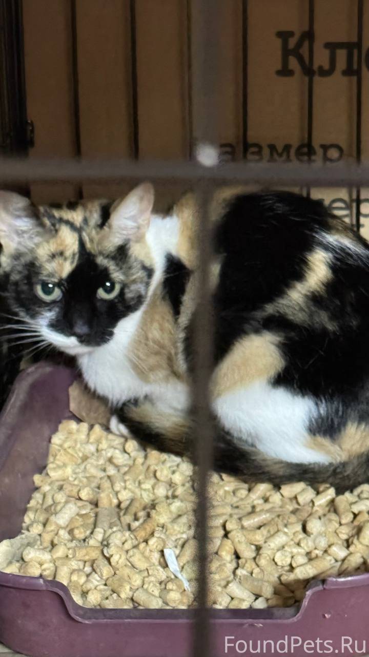 Кошечку с ул.Пушкина в Нововят...