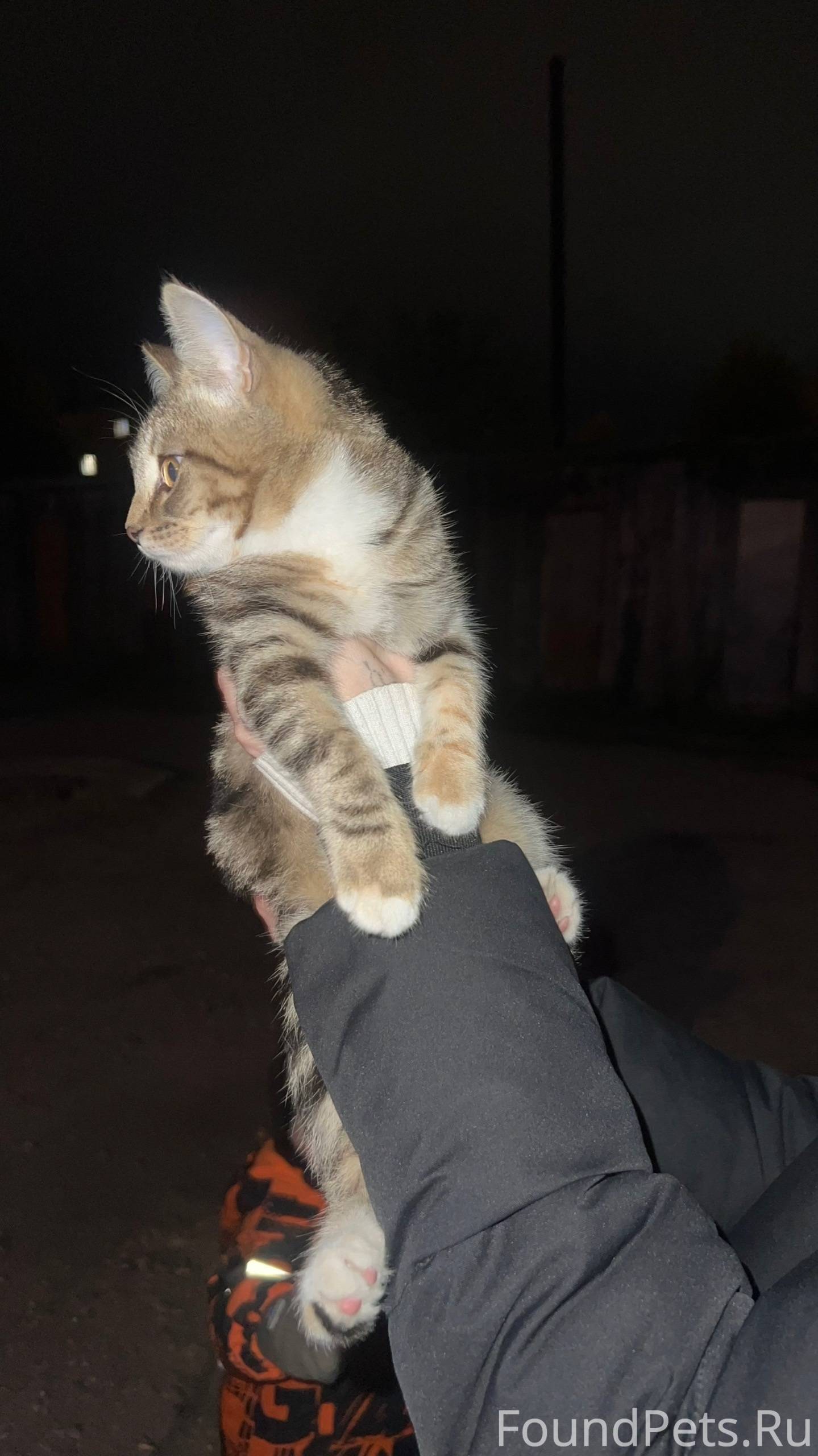 Пропала кошка, район Гайдара, ...