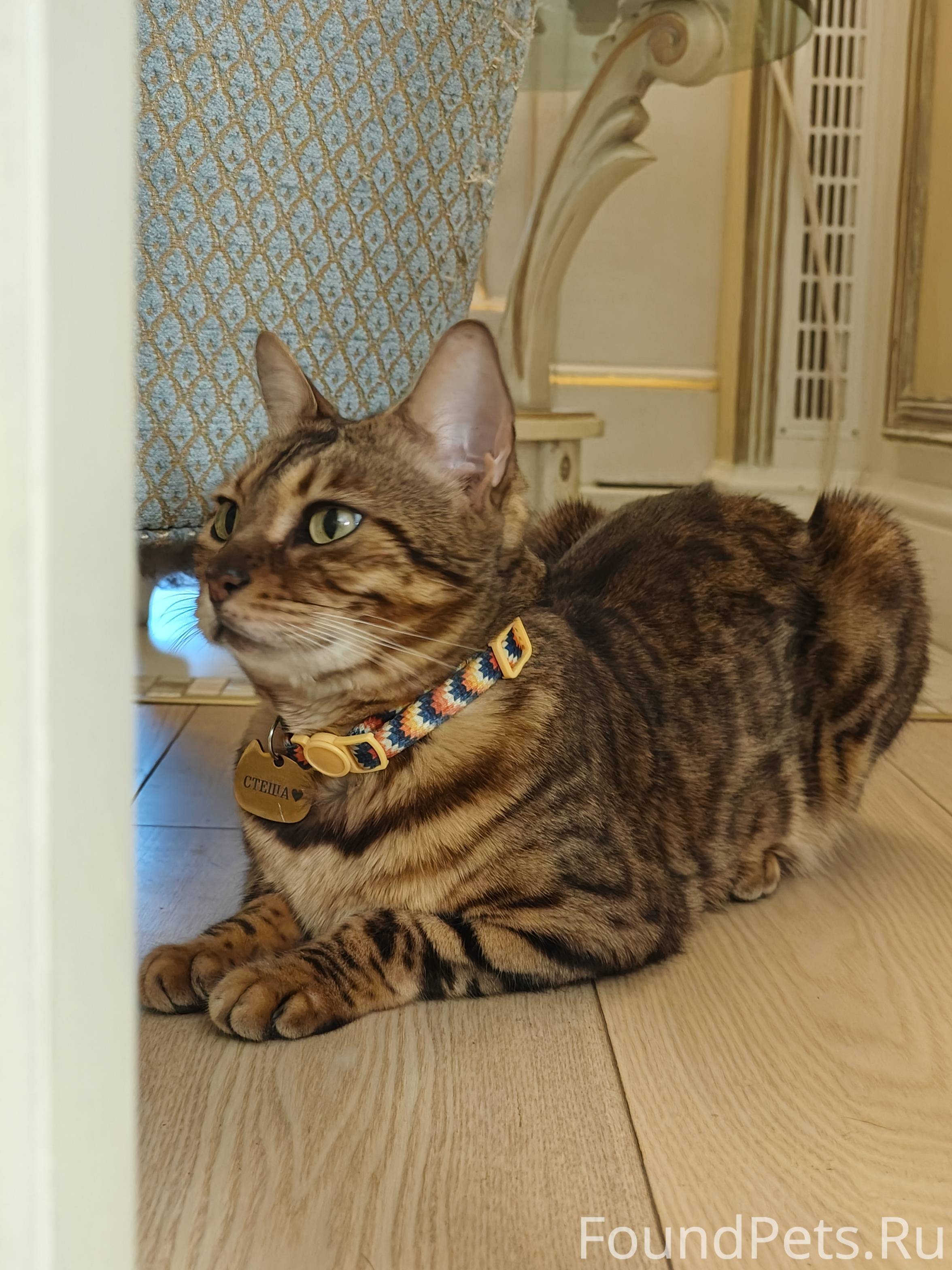 Пропала моя девочка Бенгальская Кошка Стеша...