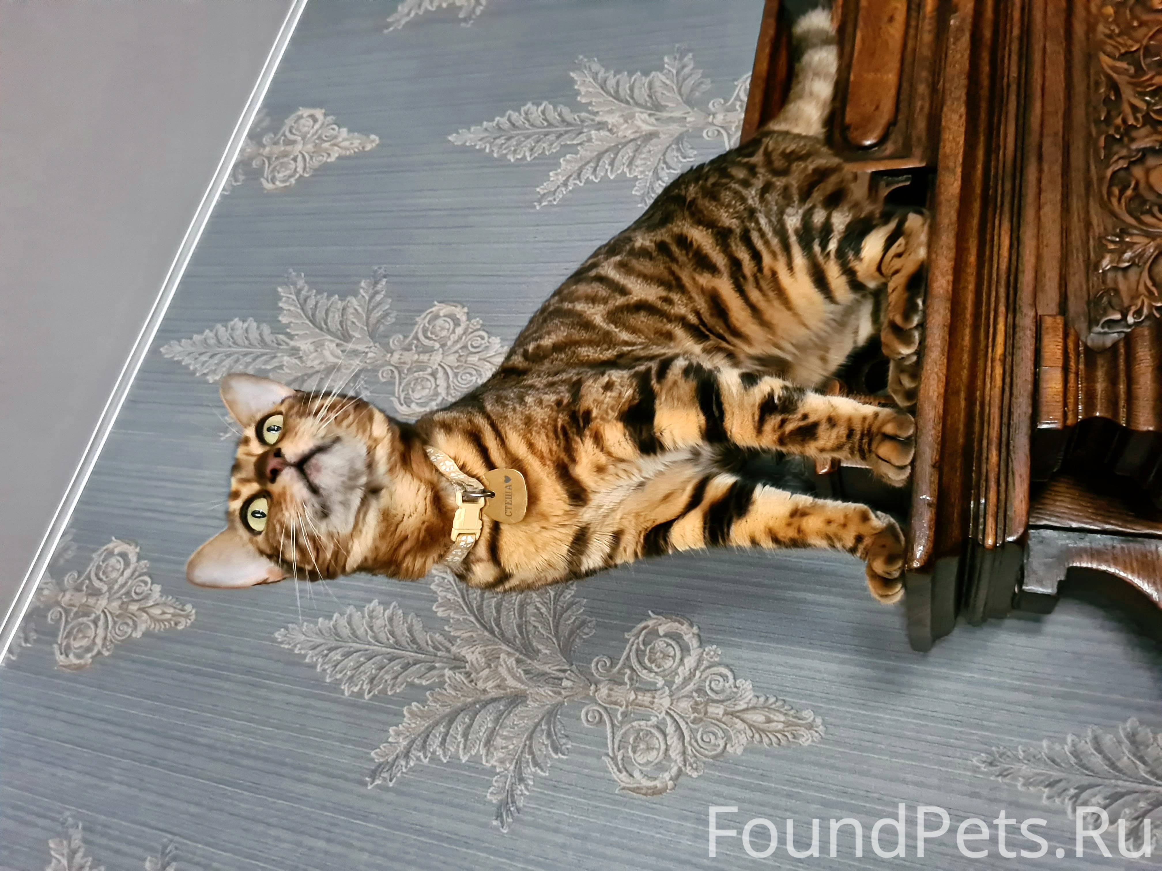 Пропала моя девочка Бенгальская Кошка Стеша...