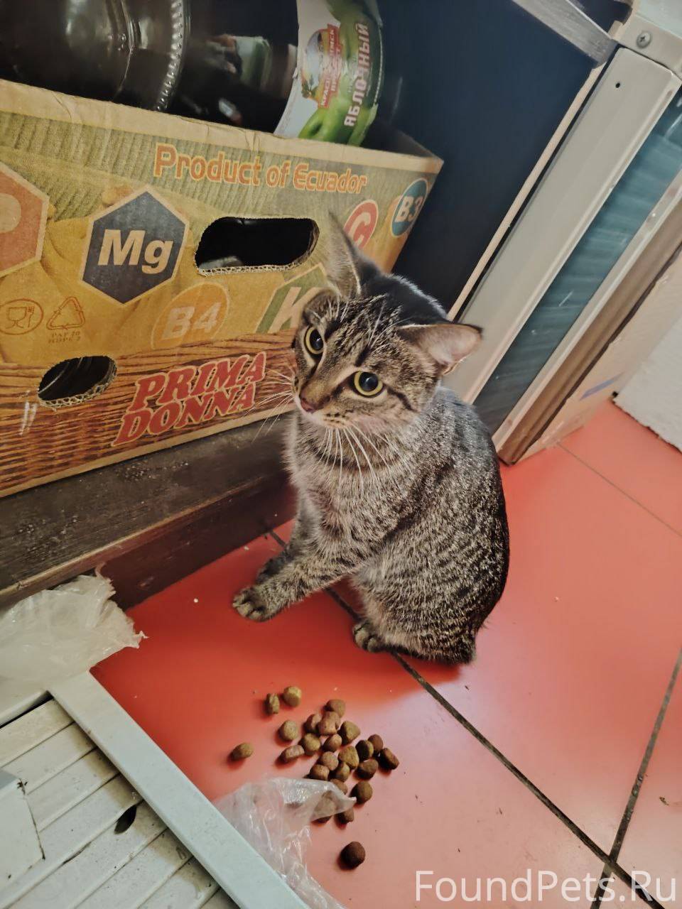 Найден кот (кошка), по улице п...