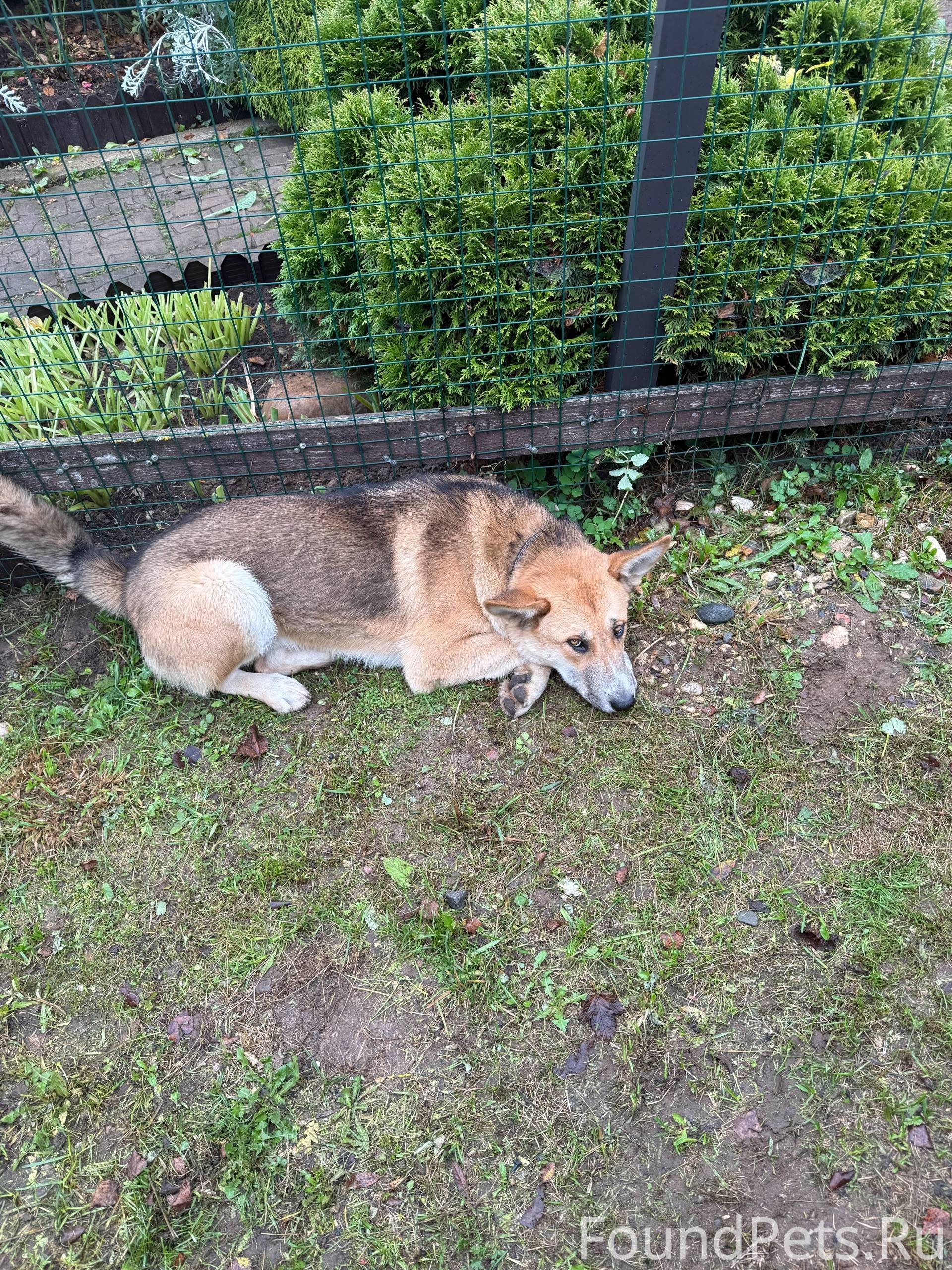 Найдена собака рядом с поселко...