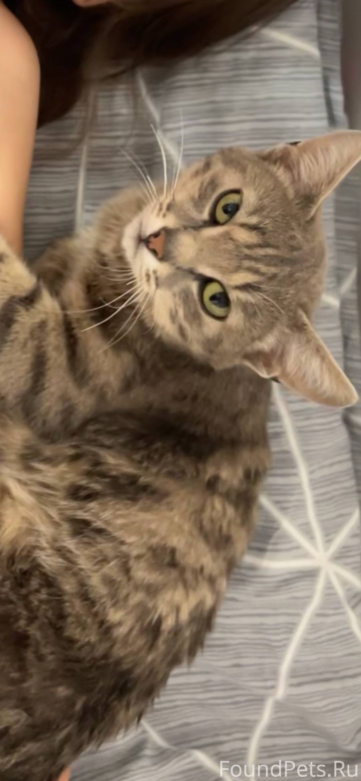 Пропал кот . Если видели, пожа...