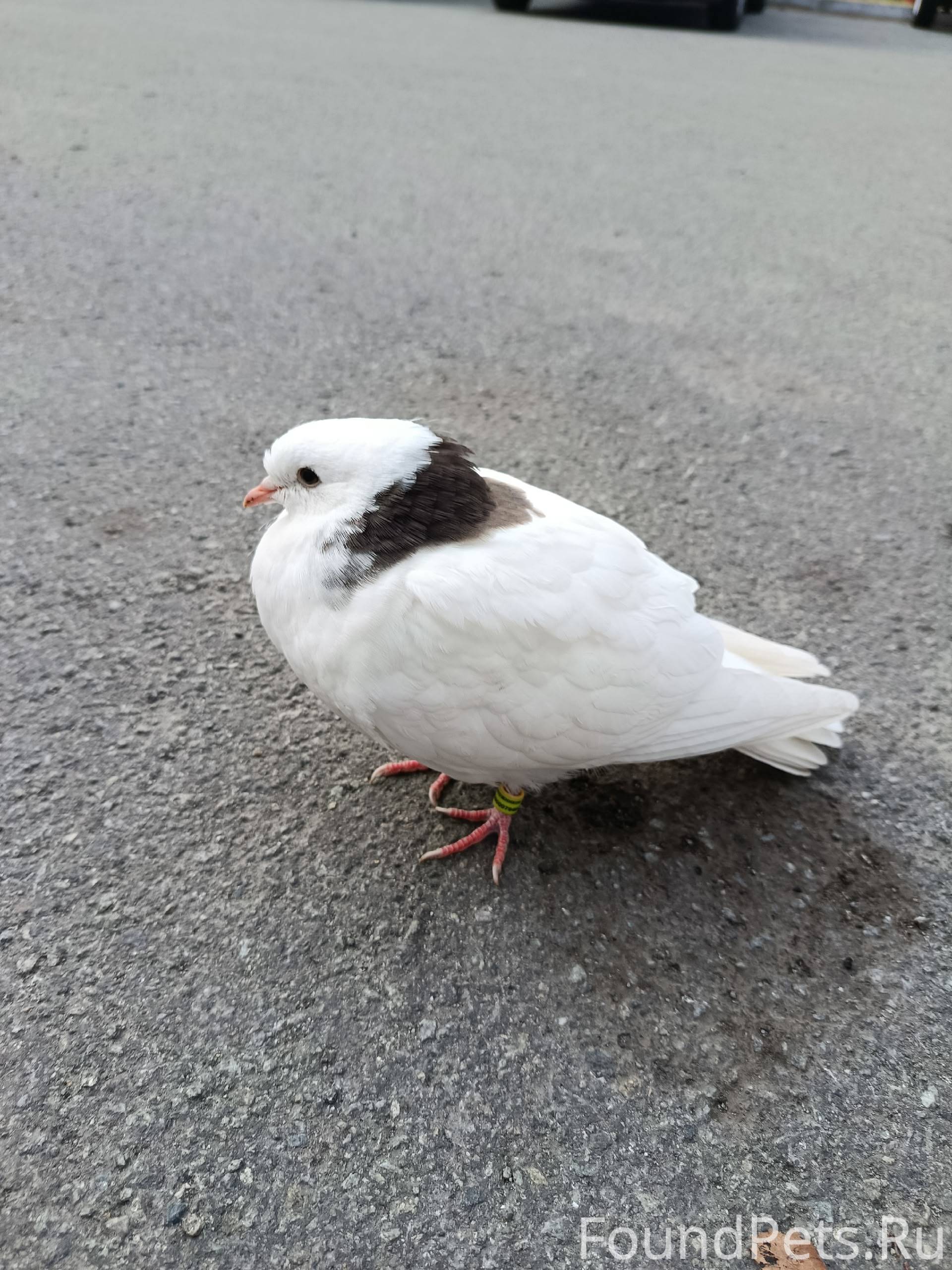 Срочно ⚡⚡⚡ Найдена птичка. Пер...