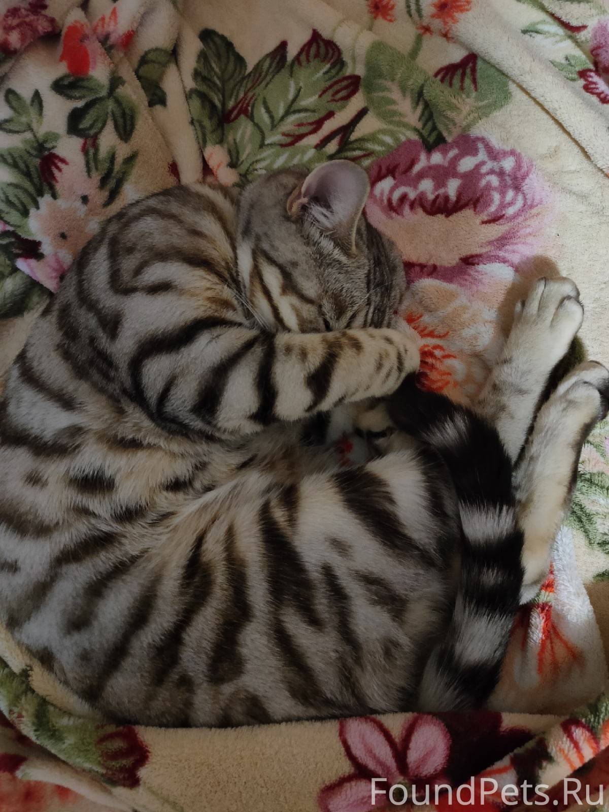 Добрый день, пропала бенгальск...