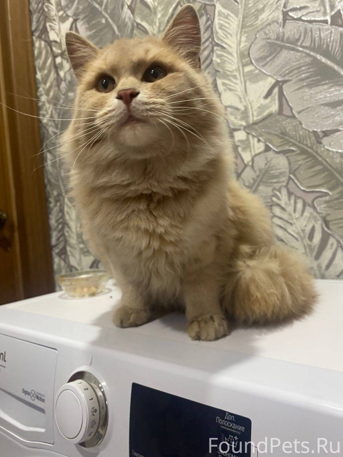 Найден кот в районе пивзавода....