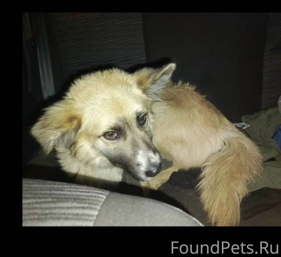 Потерялась собака на вагонке h...