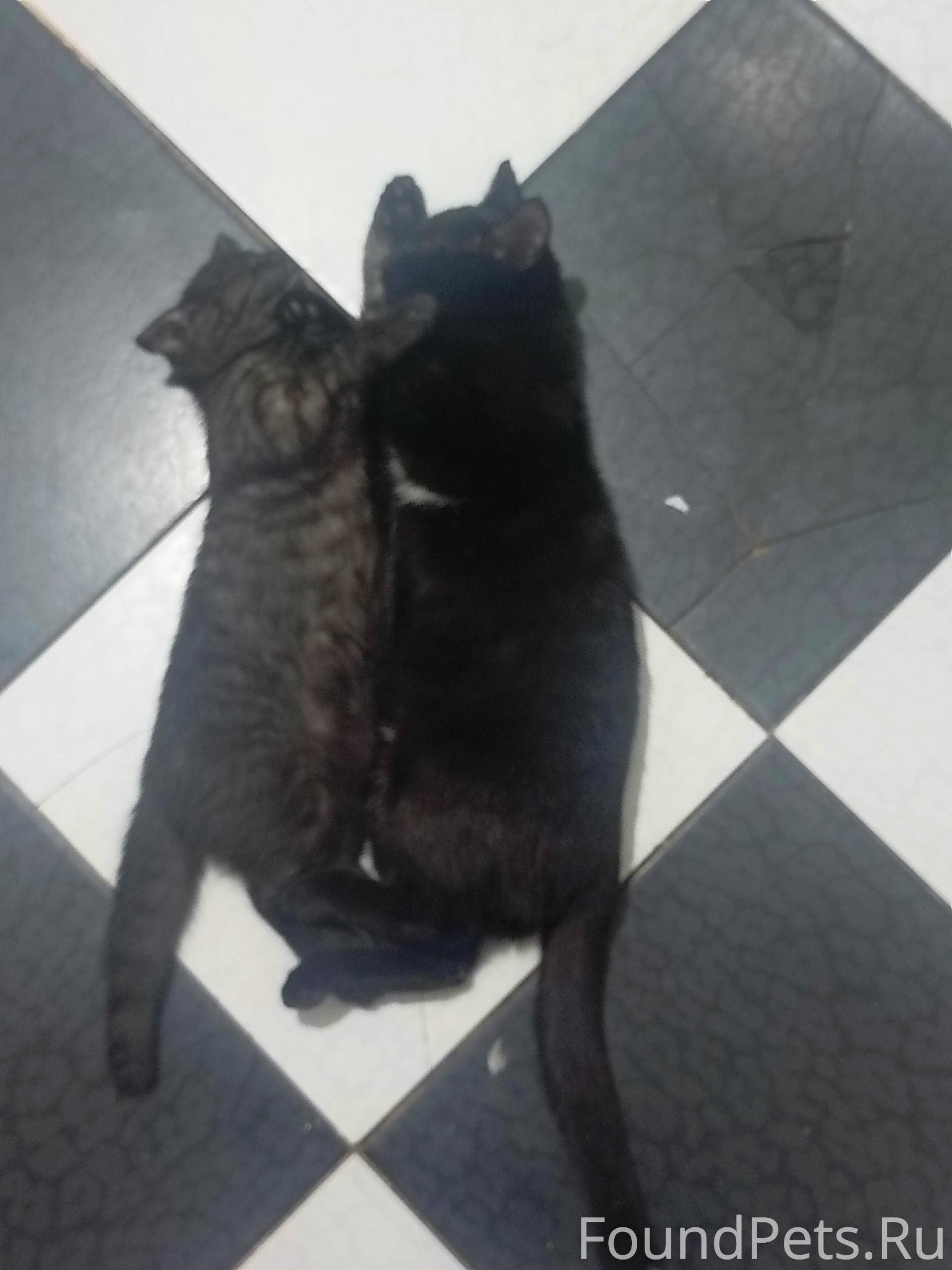 Пропал кот возможно вознагражд...