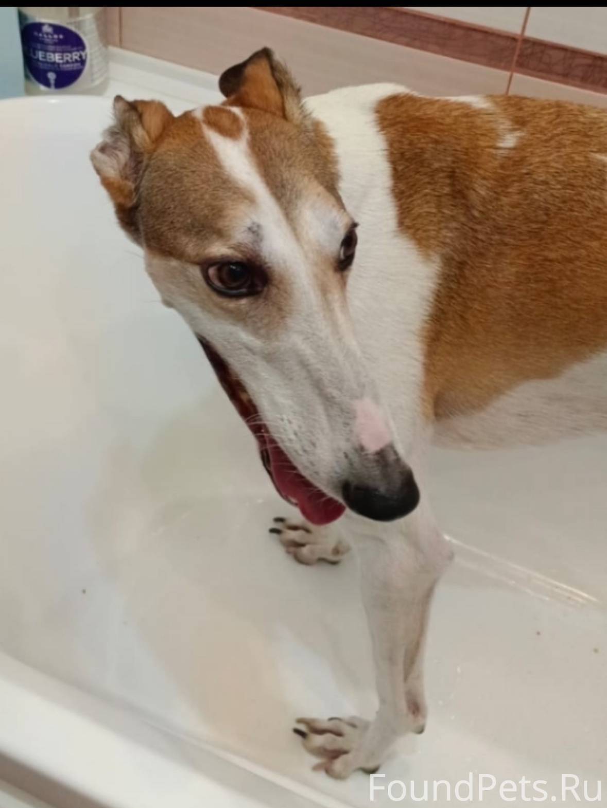 Здравствуйте! У нас потерялся ...