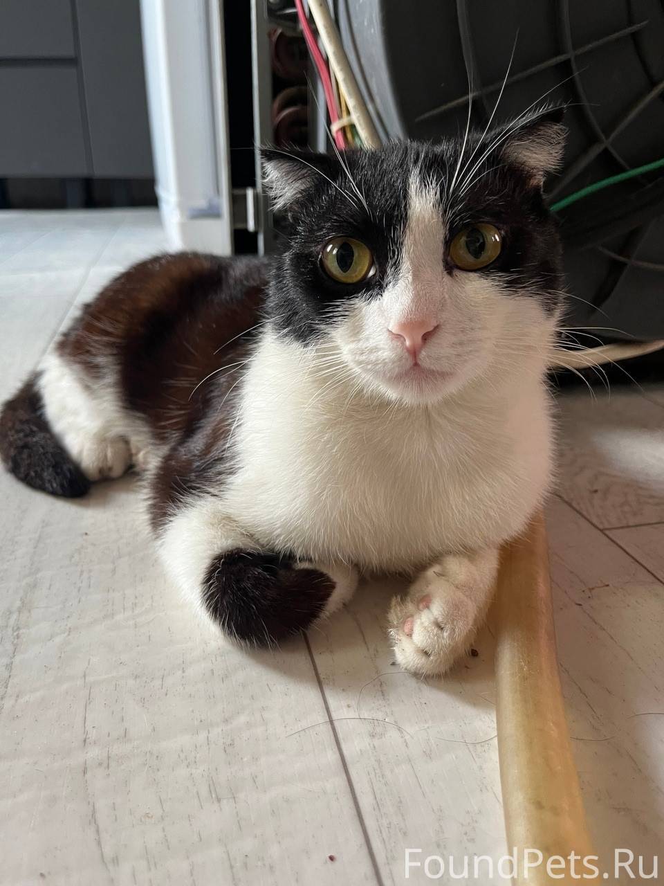 Пропал кот 09.10.25г, по...