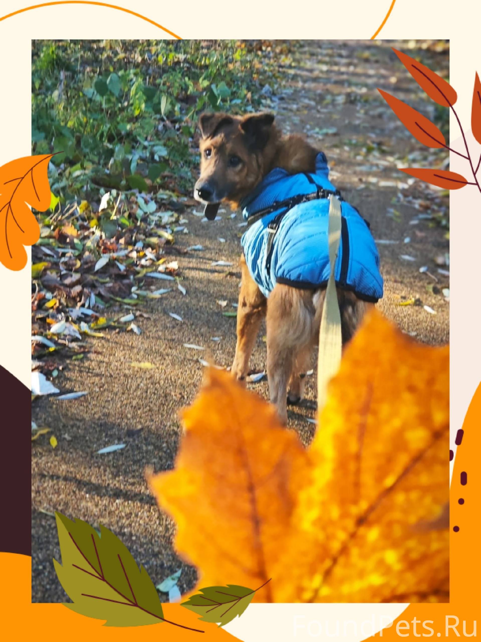 Убежал на радугу наш любимый Л...