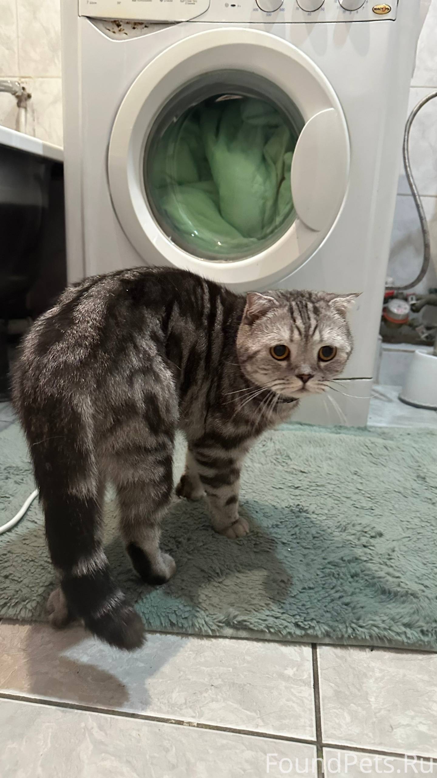 Чья вислоухая кошка(кот)? С ош...