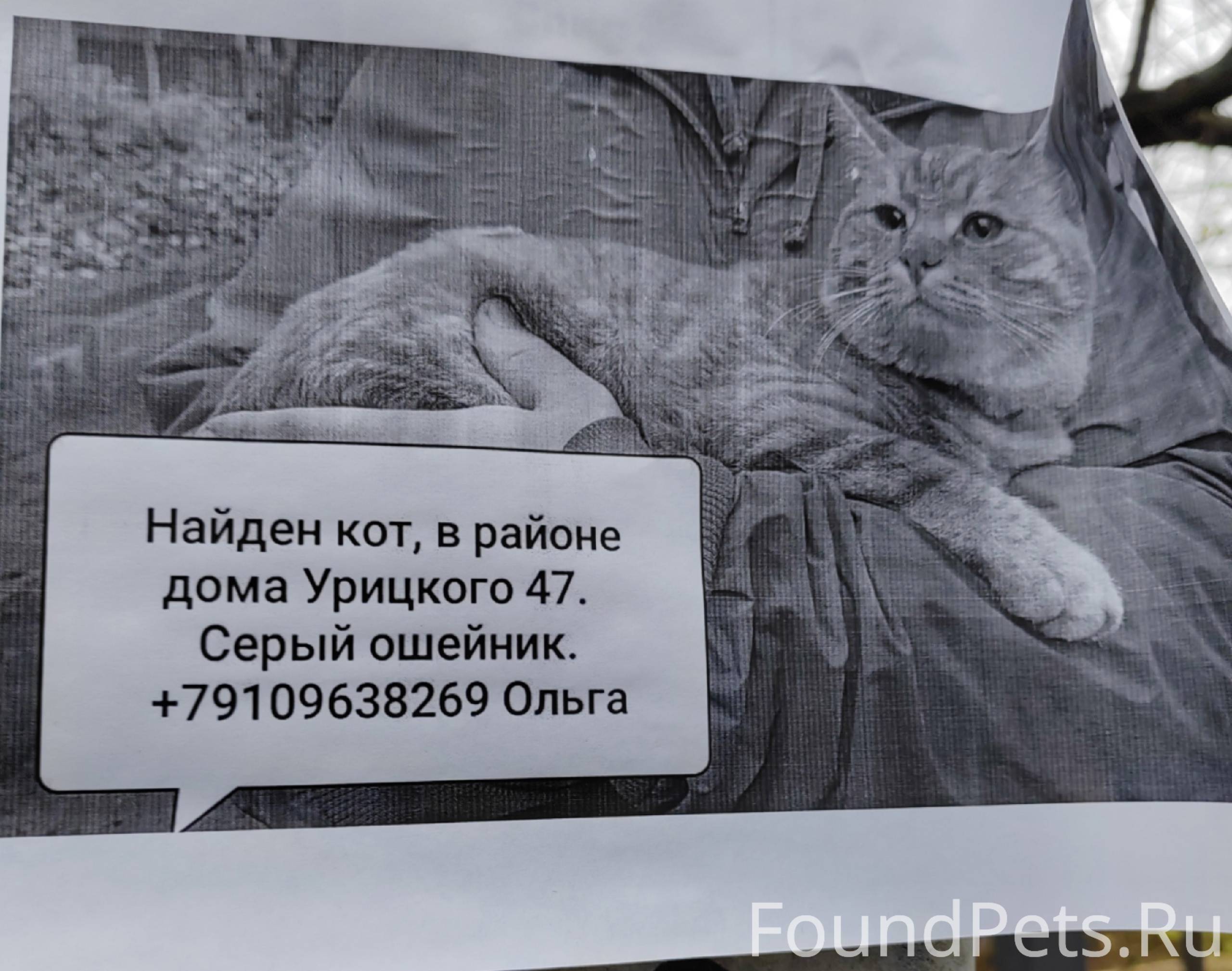 Найден кот. Это Брагино. Район...