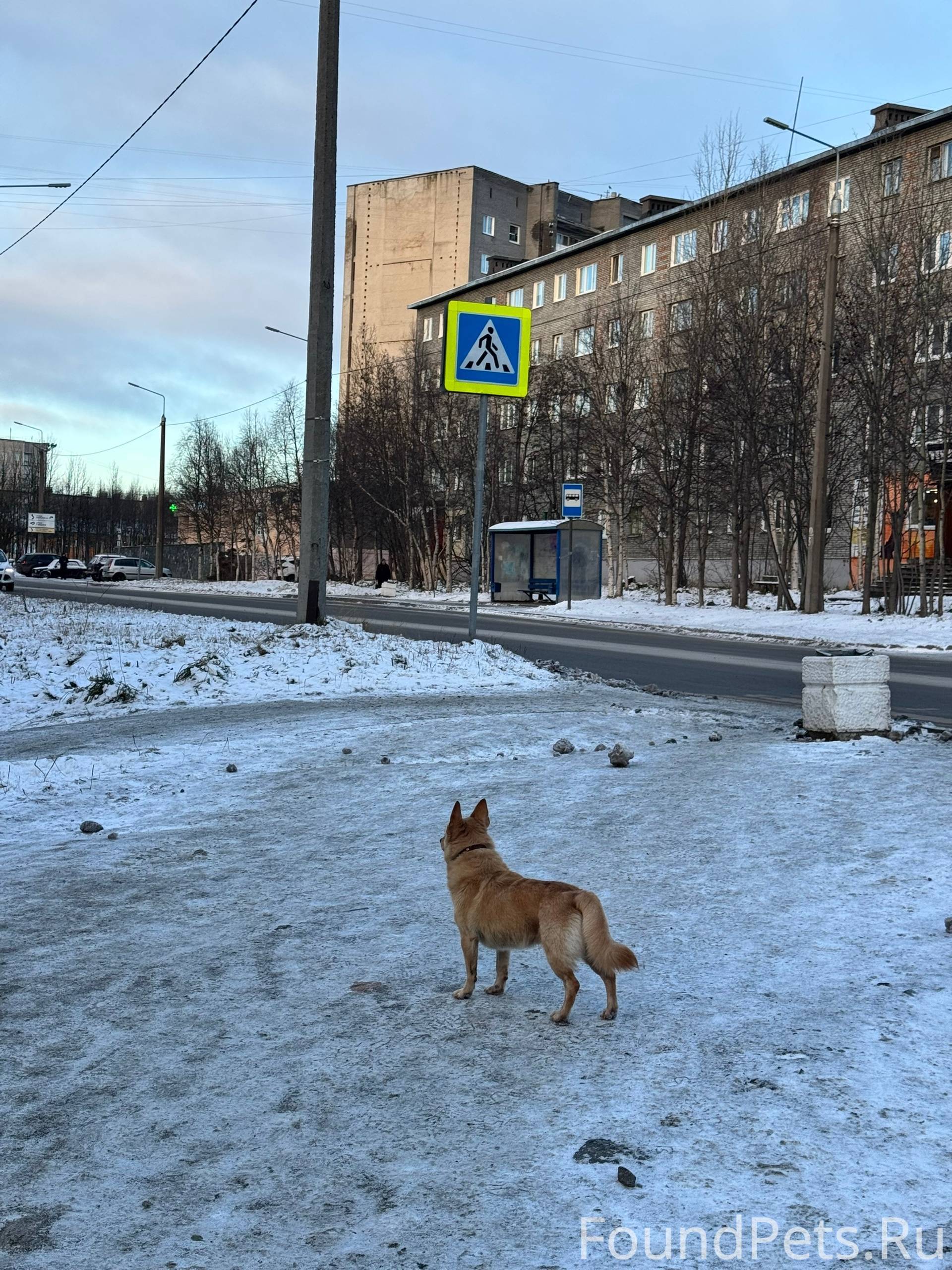 ЧЬЯ СОБАКА??? ===-===-===-===-...