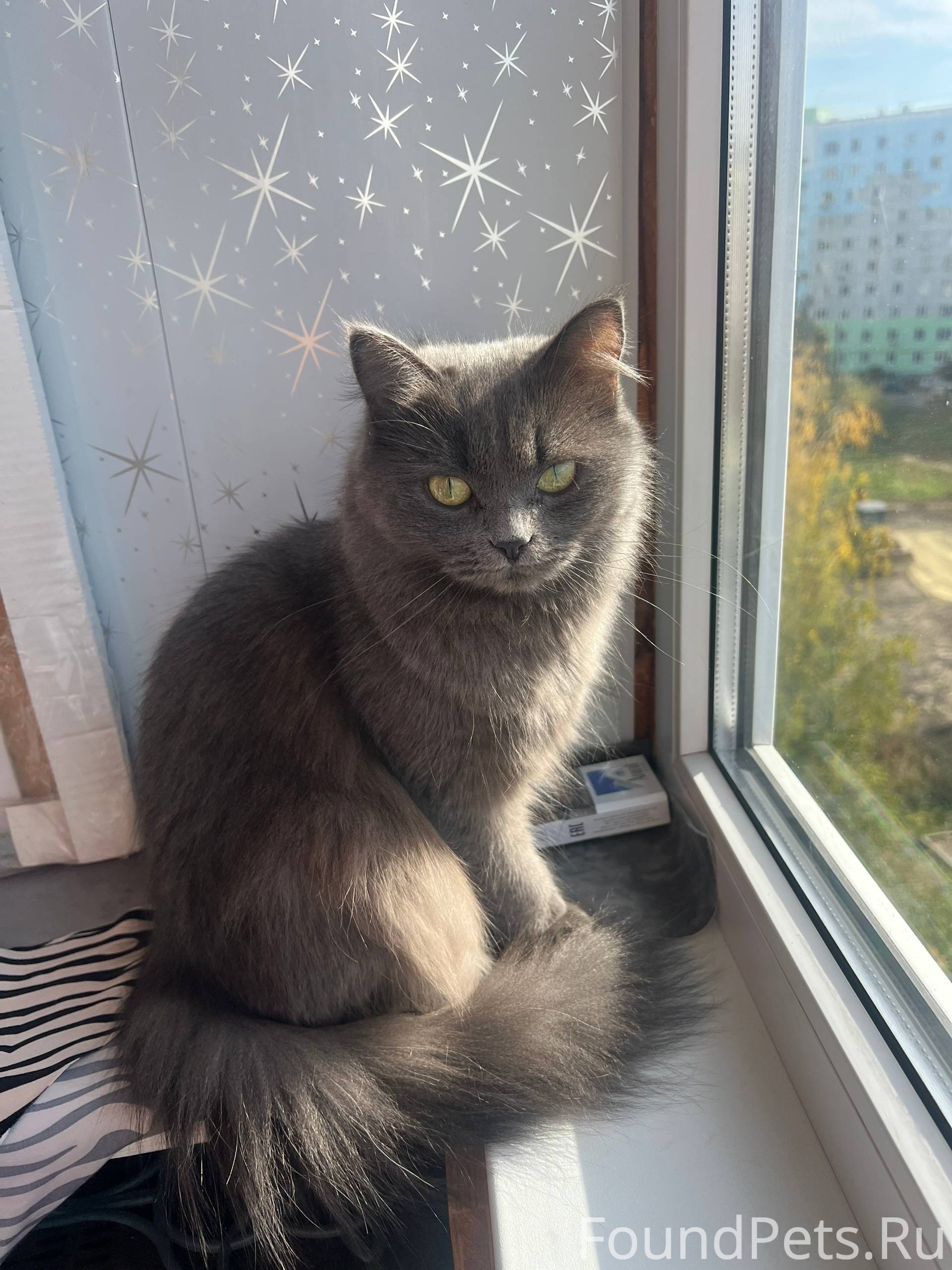 Пропала кошка Район арбеково Л...