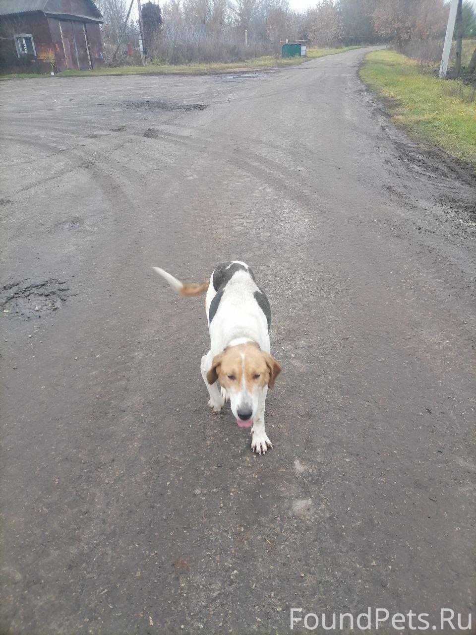 В селе Пичингуши Лукояновского...