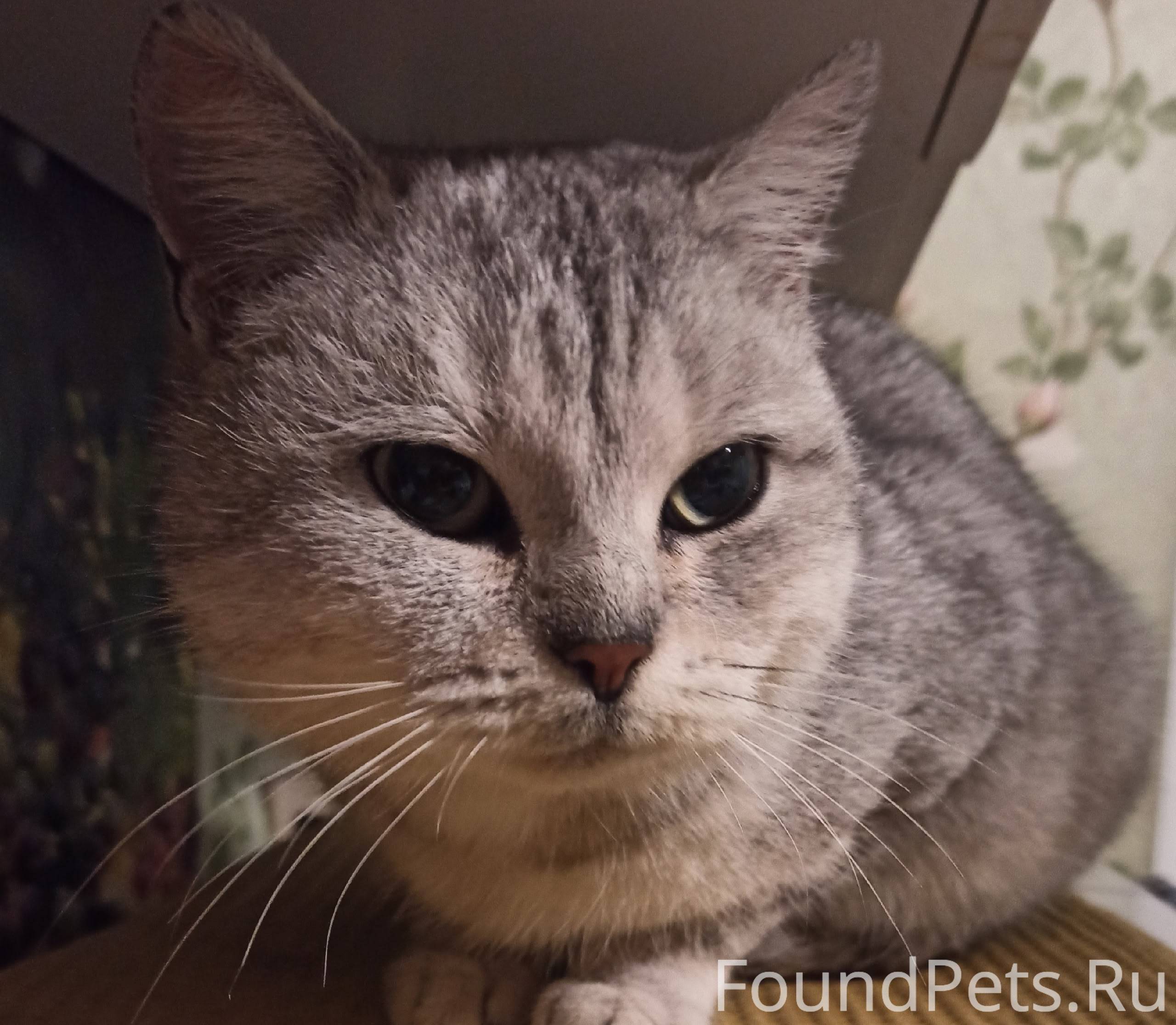 Найдена кошка по ул. Пролетарс...