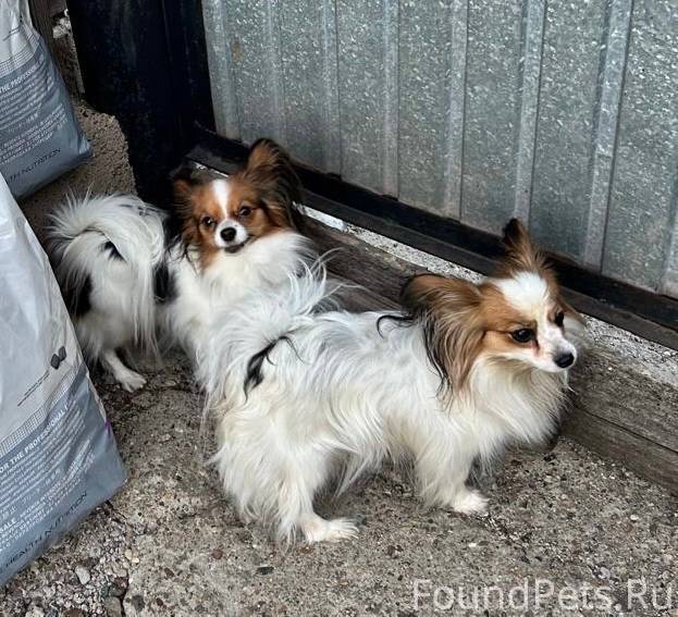 Пропала собака в районе Аренды...