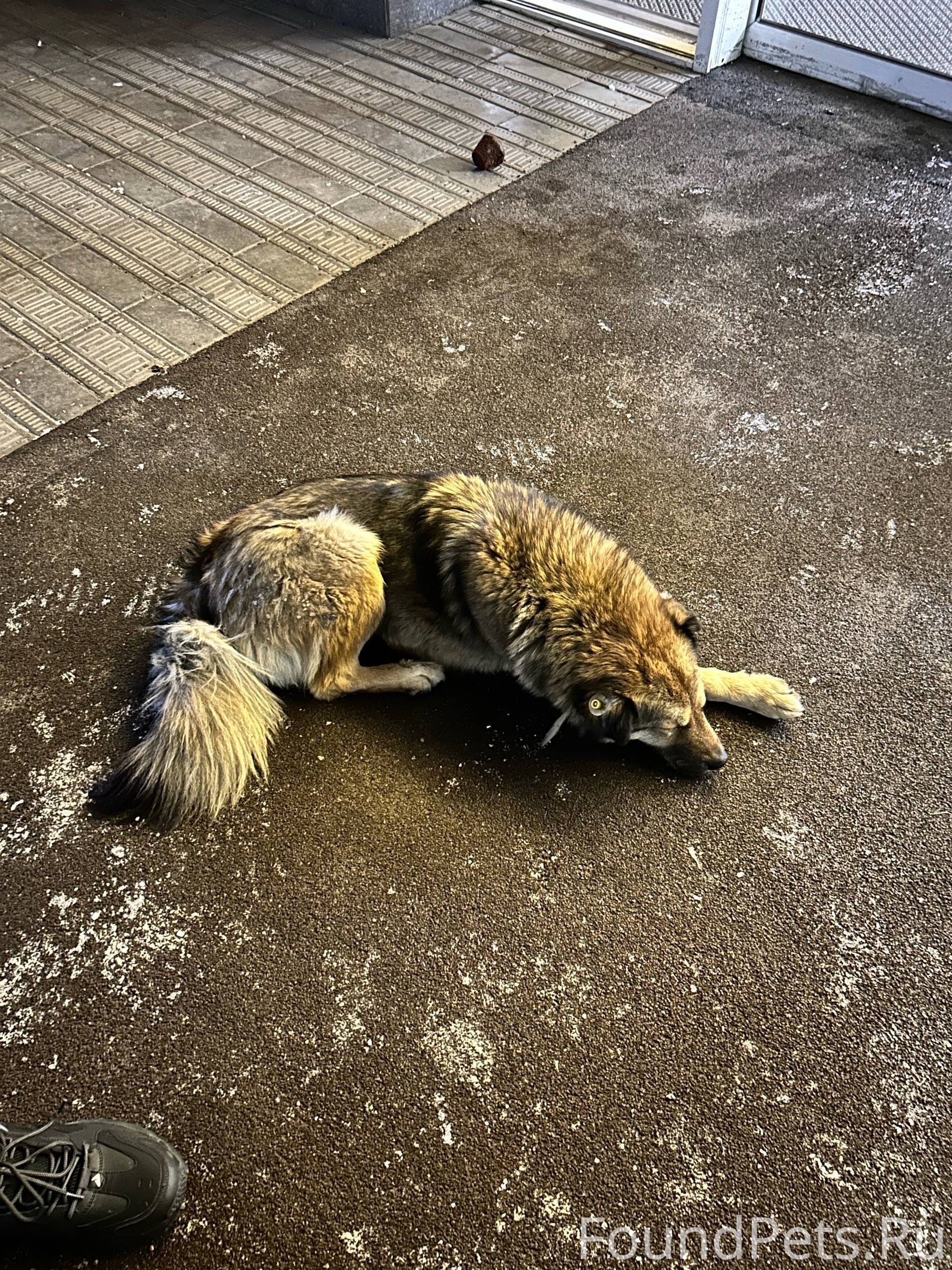 Улан-Удэ Внимание! Ищем добрые...