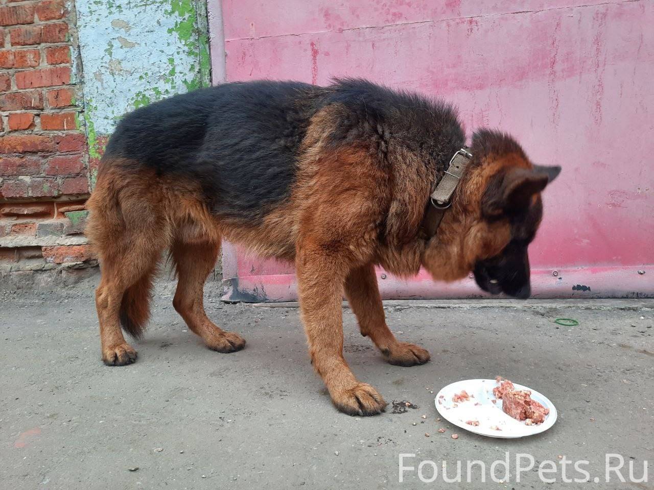 Люберцы Найдена замечена собак...