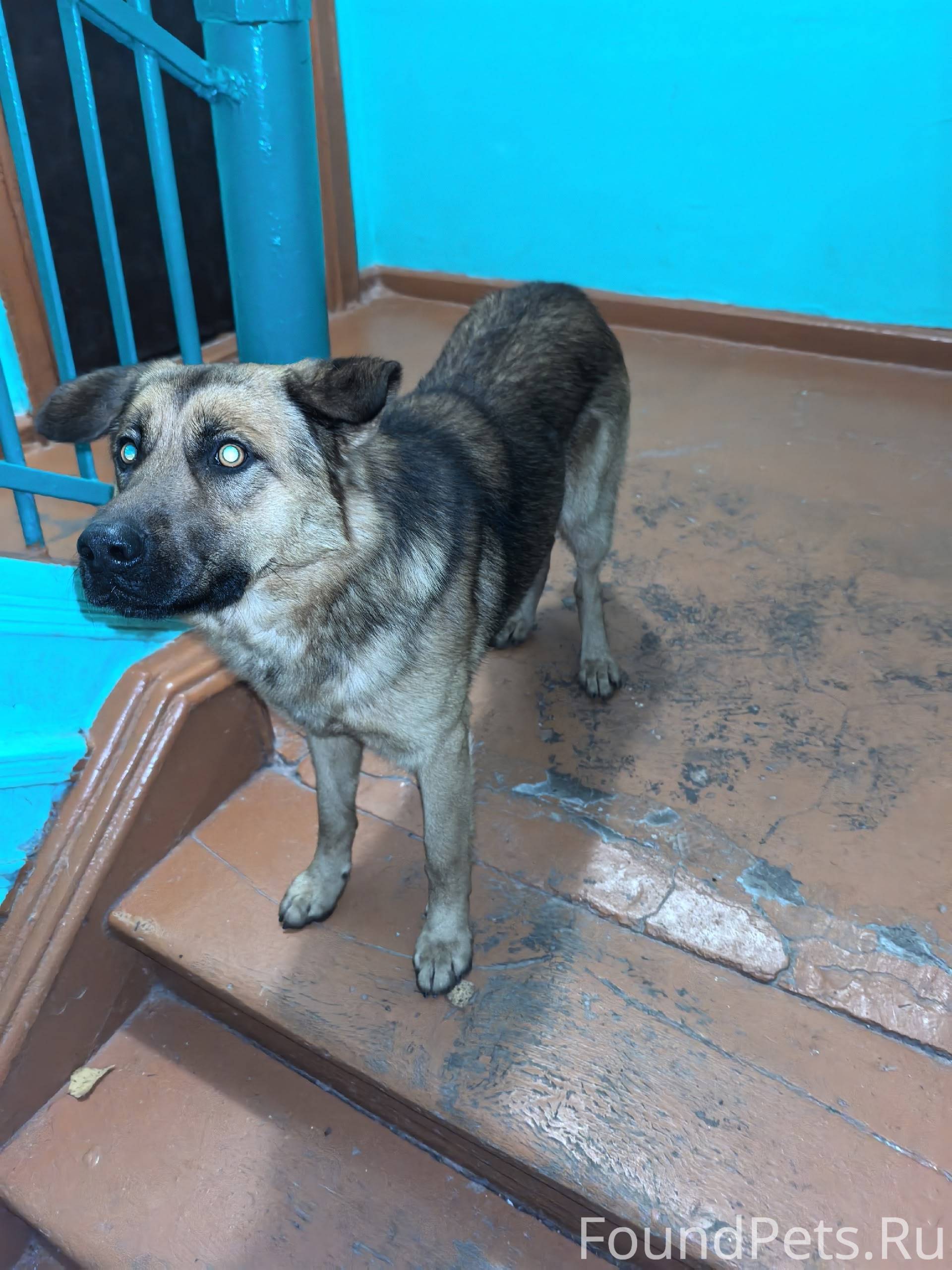 Найдена собака Город Коломна. ...