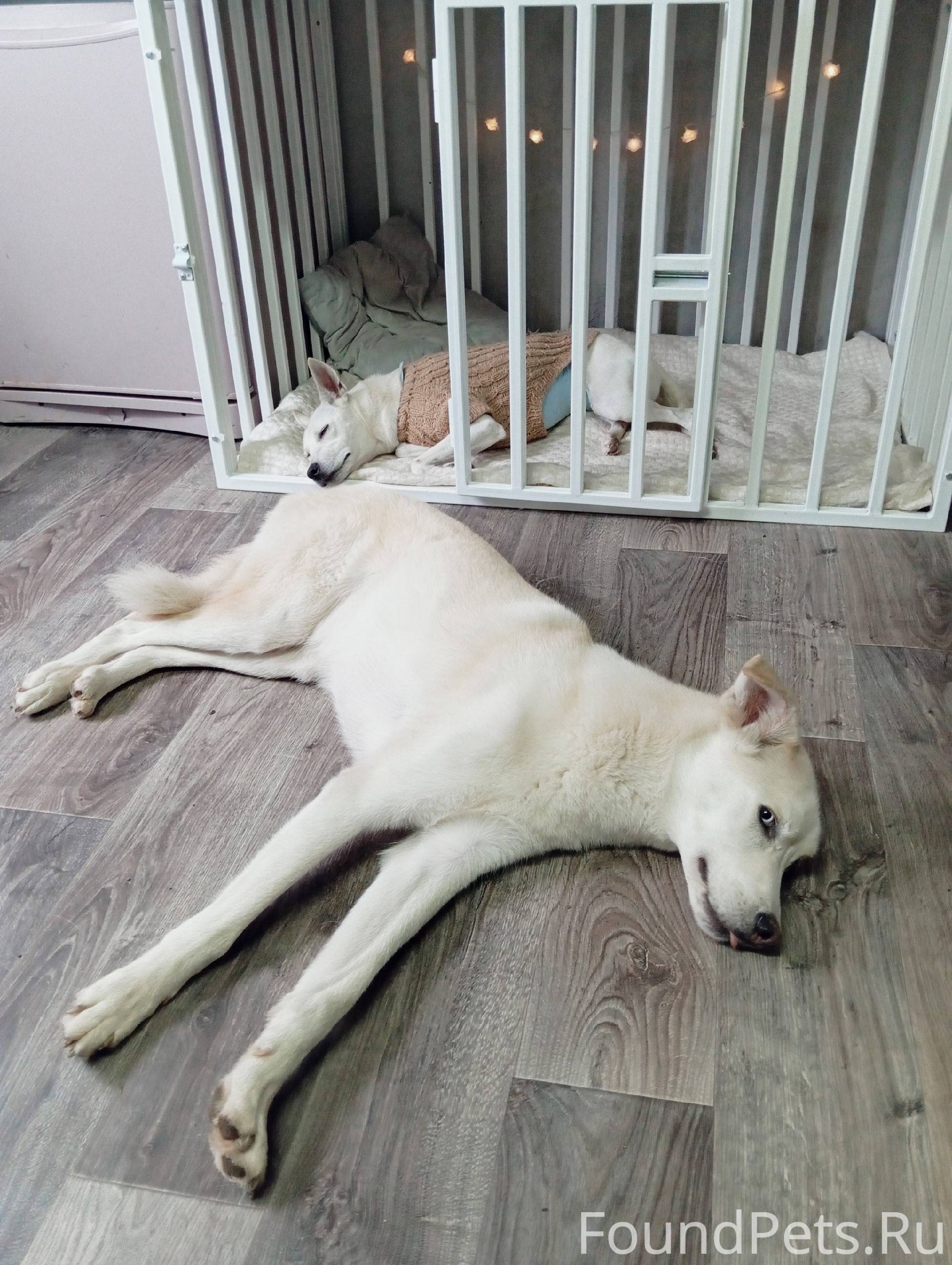 Отдам собаку в надёжные руки. ...