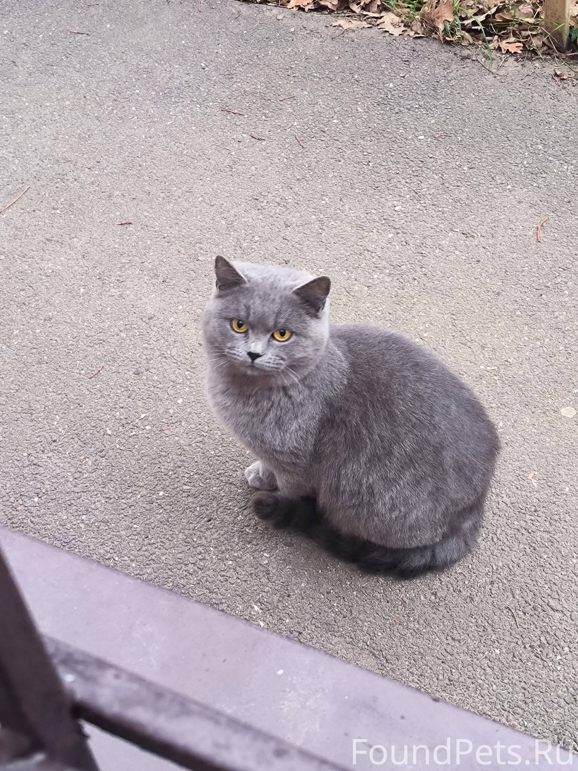 Кошка породистая британская на...