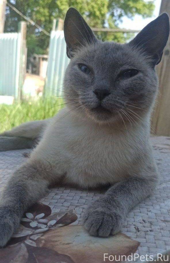 Пропала взрослая кошка на улиц...