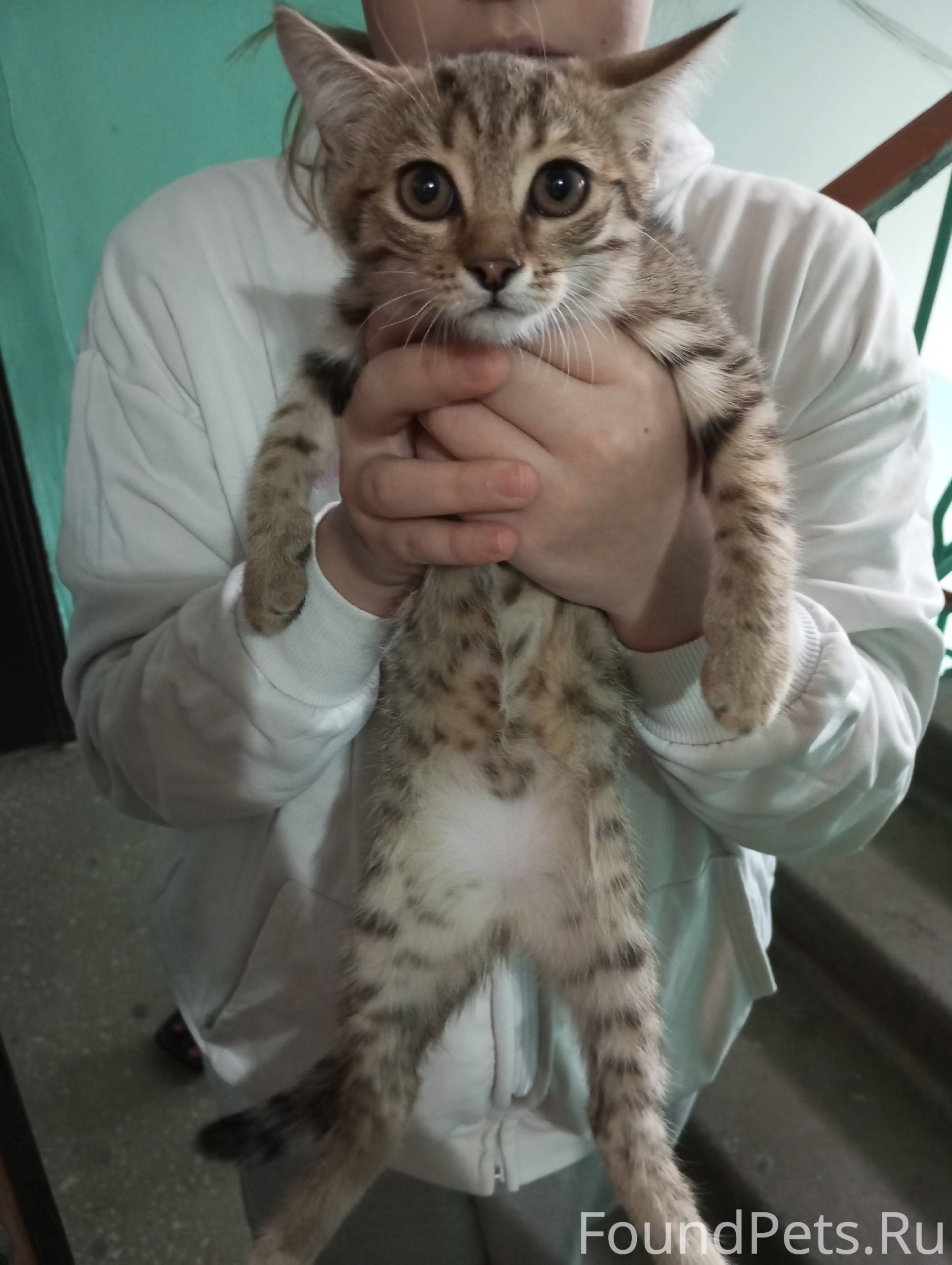 В районе Джаз Молла, найден ко...