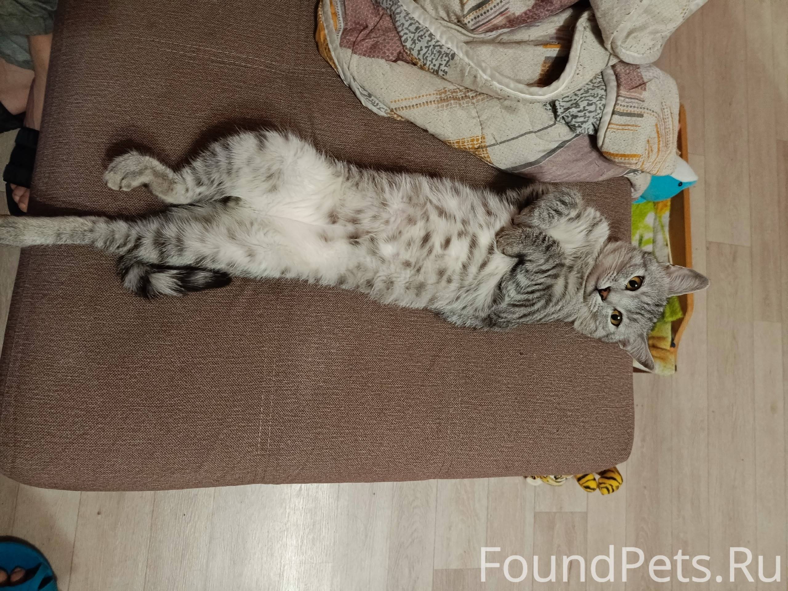 Пропал кот!!!! Домашний. Откли...