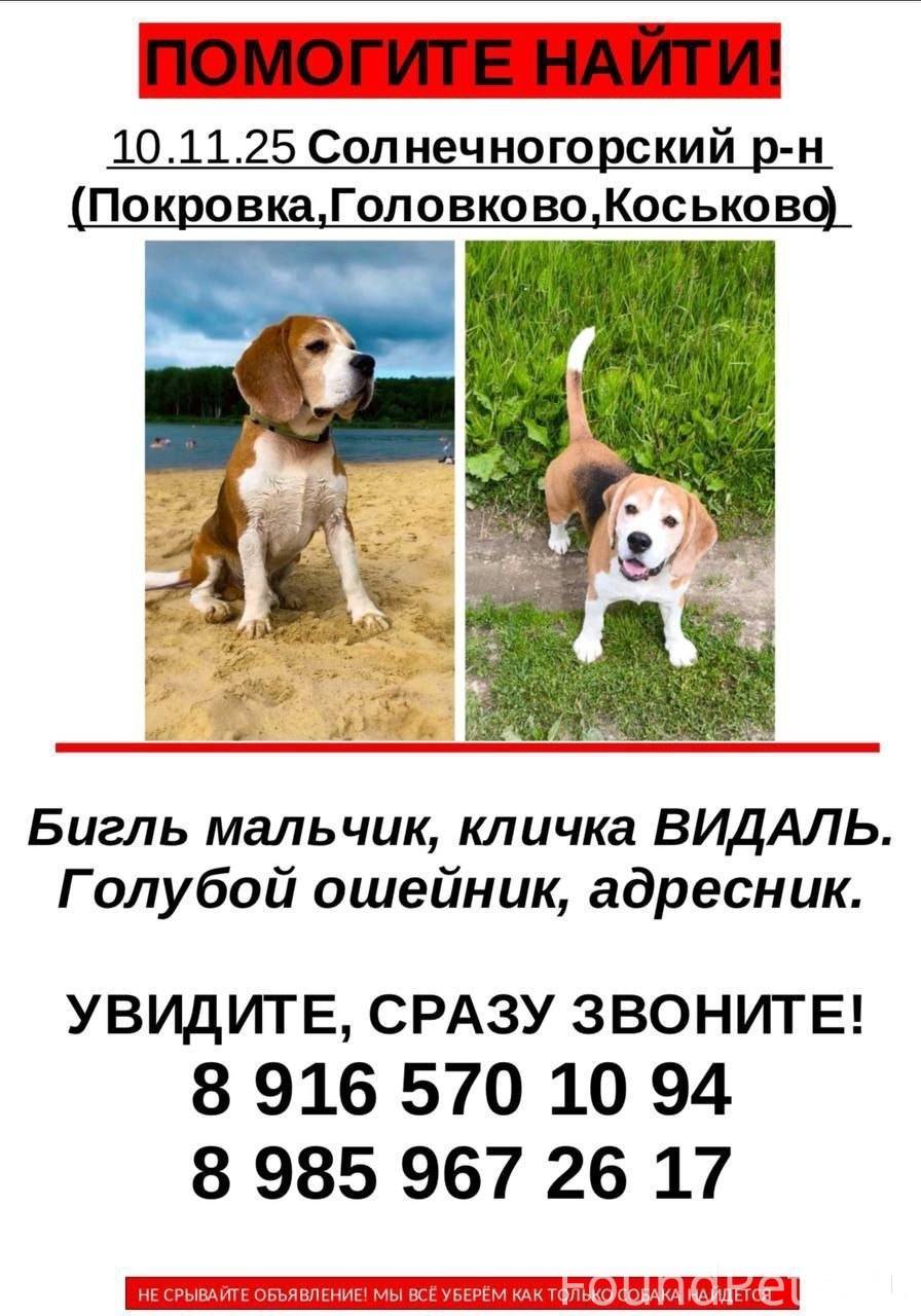 Пост помощи 🆘 Пропала собака 1...