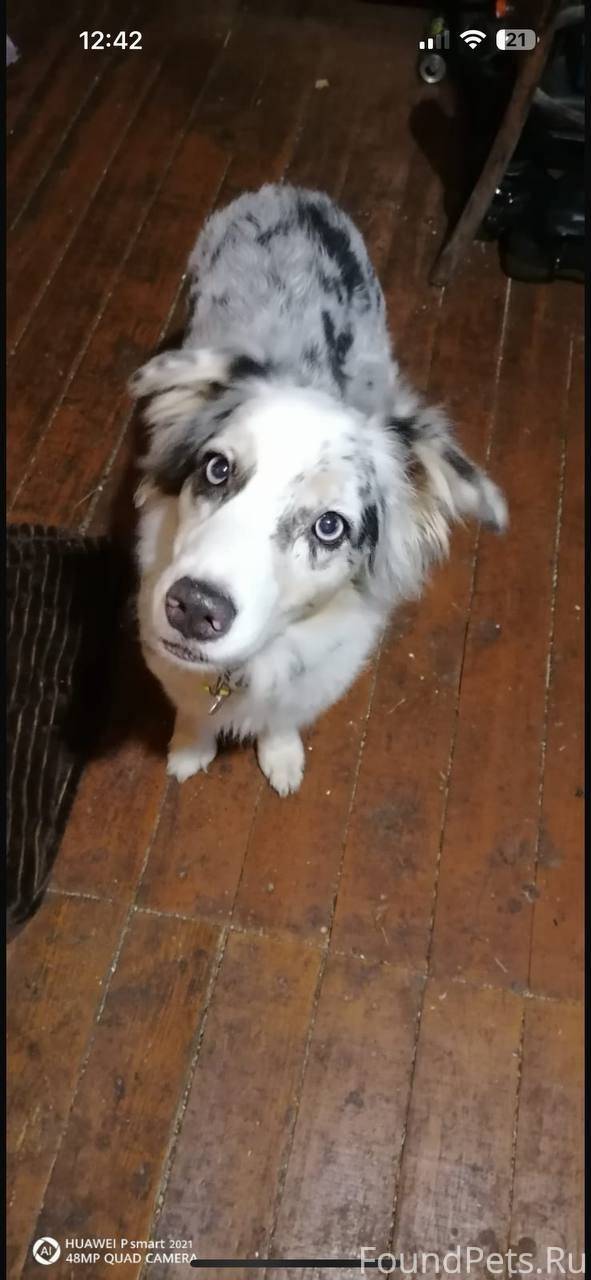 🆘🆘🆘 Пропала собака Истринский ...