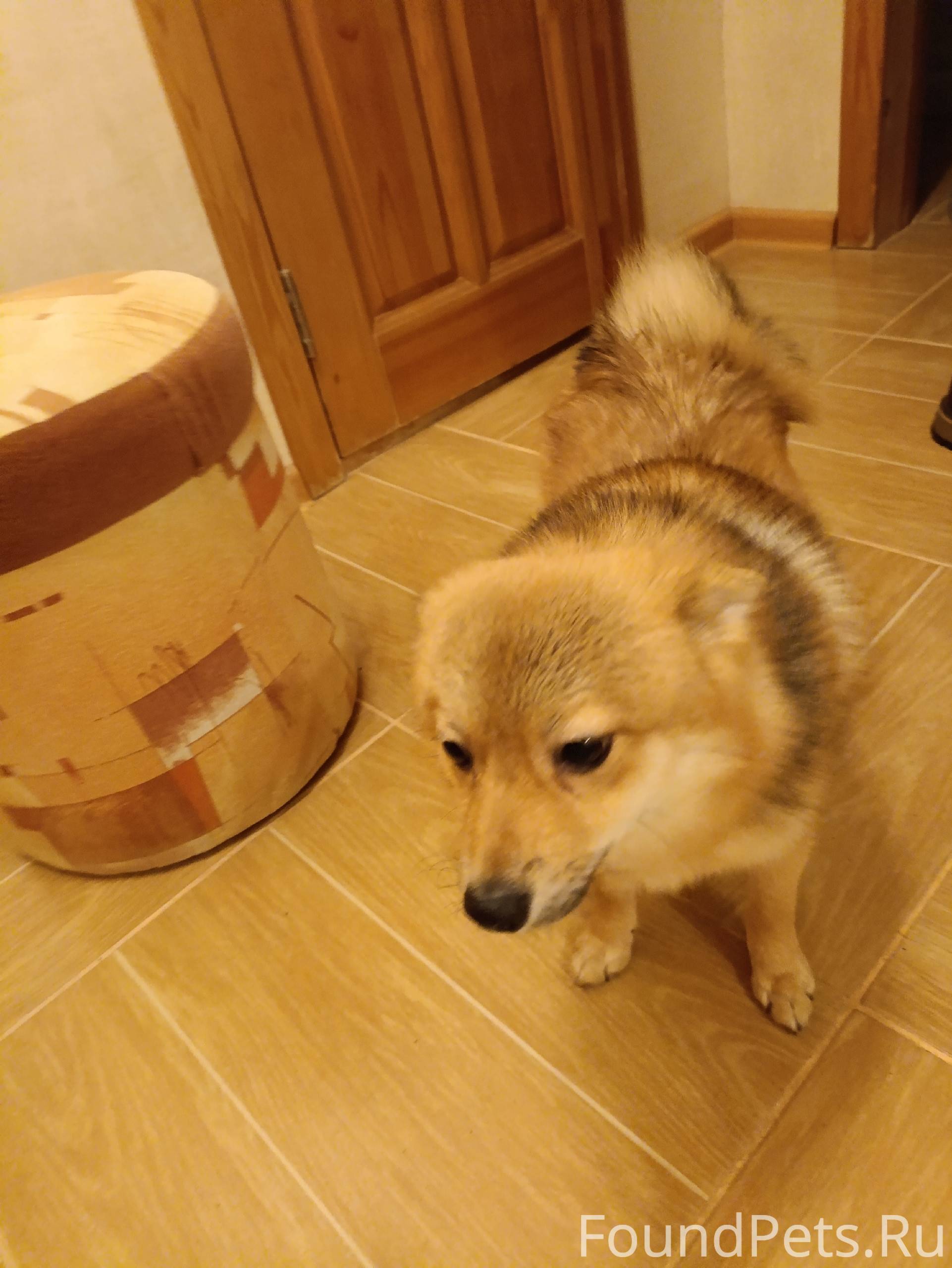 Найдена собачка в парке. На ви...