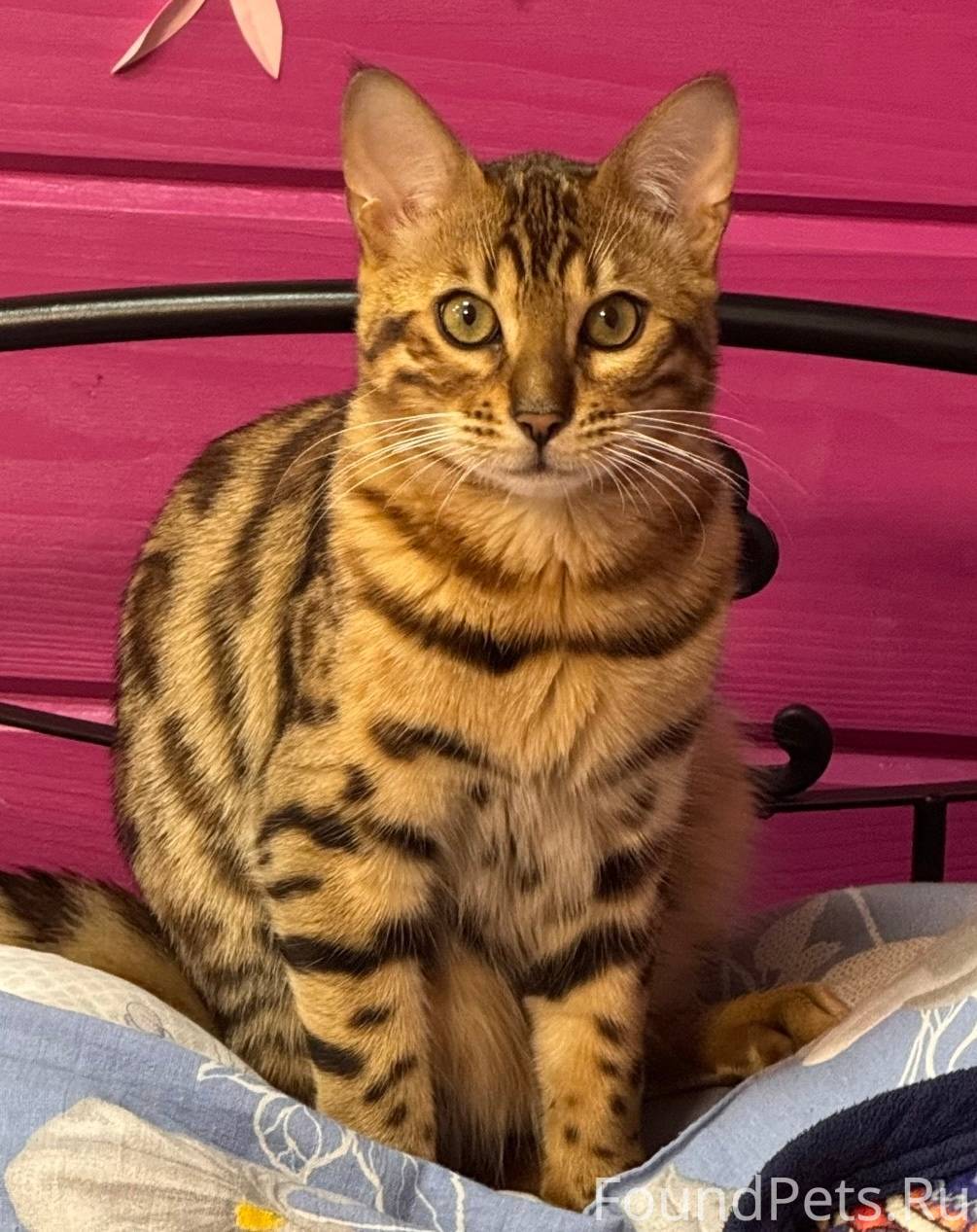 Помогите найти кота! Пропал до...