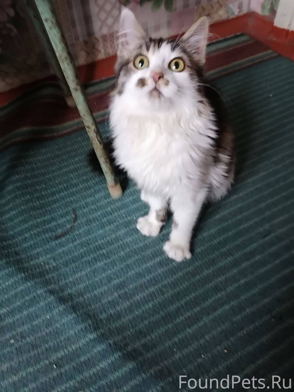 Найден котенок , девочка около...