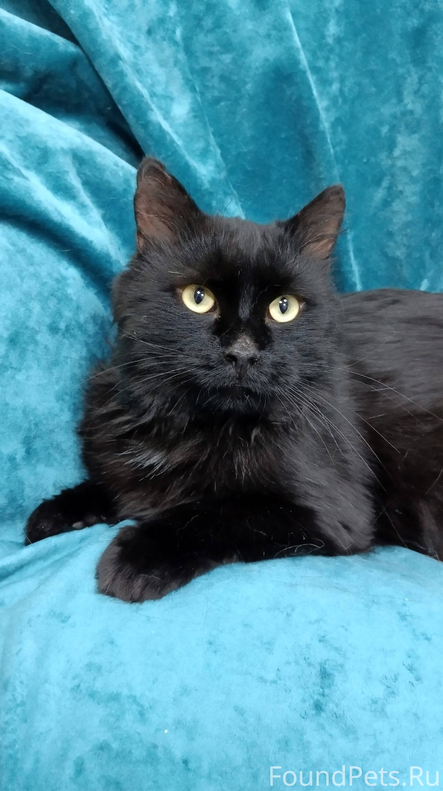 Когда -то кот был домашним . В...