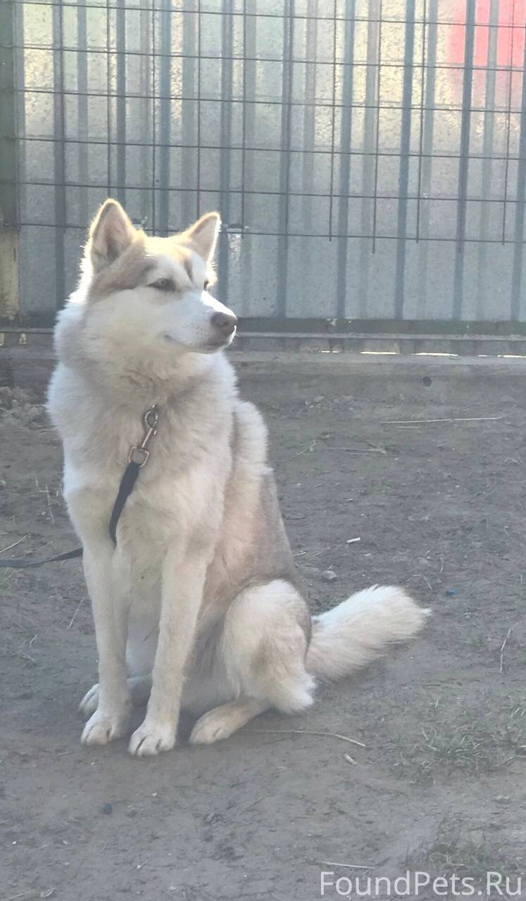 Потерялся пёс по кличке Бим.Ра...