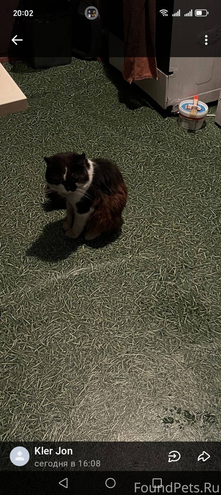 Чапаевск, помогите найти котик...