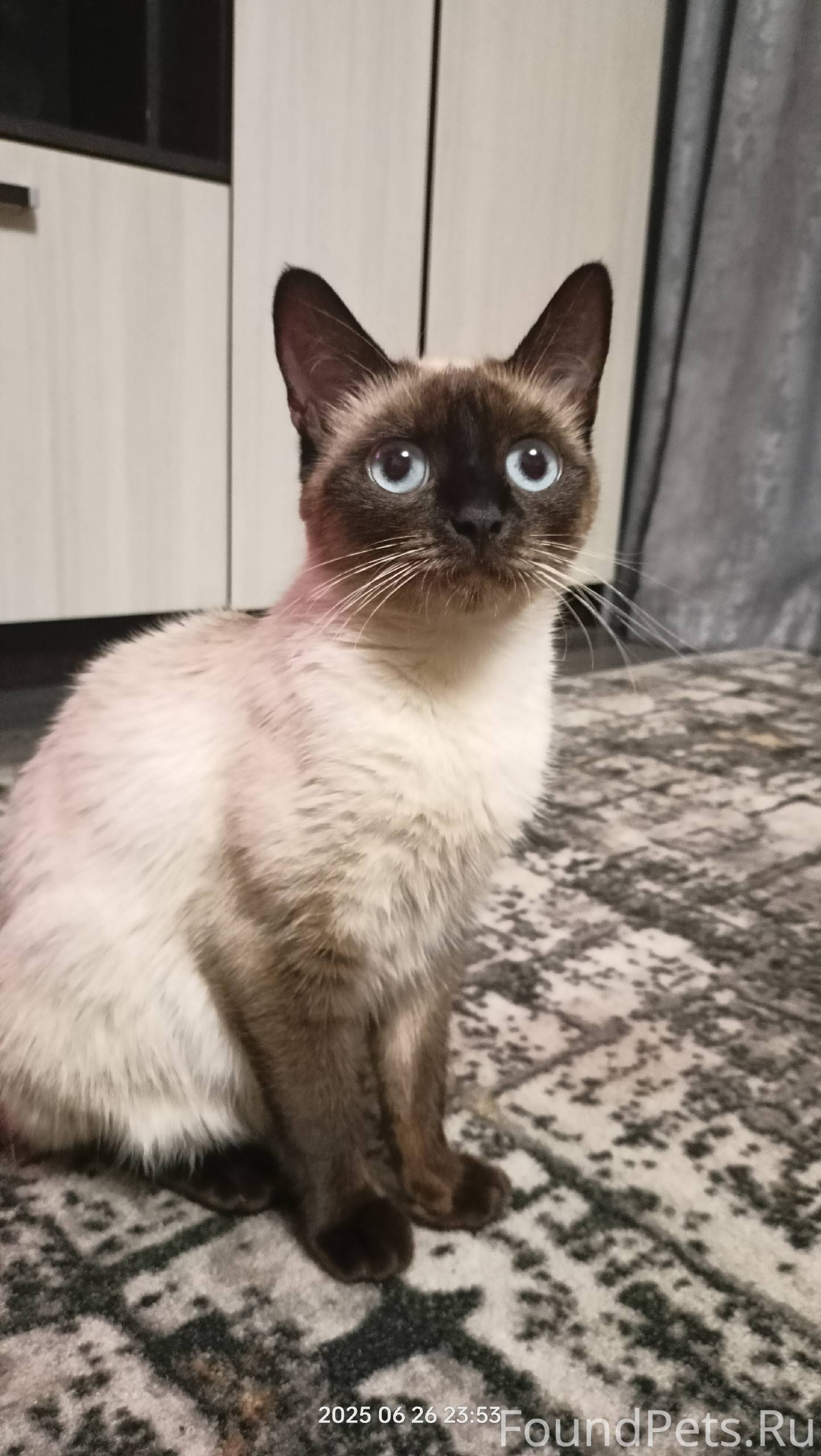 Пропала кошка,улица Садовая.мо...