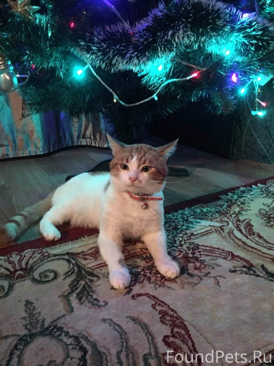 Пропал кот ,может кто видел гд...