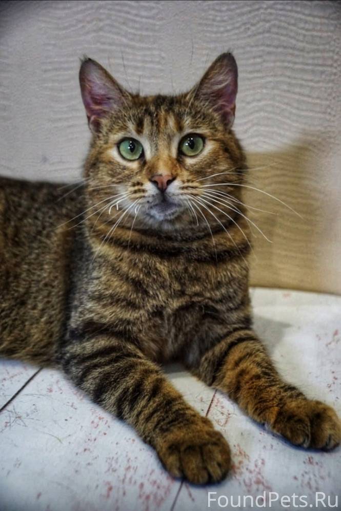 Пропала кошка в районе переулк...